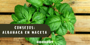 cultivar esparragos 3 metodos para una cosecha deliciosa