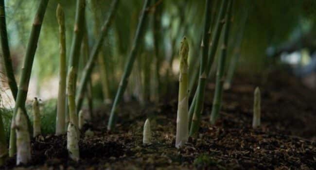 cultivar esparragos en macetas guia completa para espacios pequenos