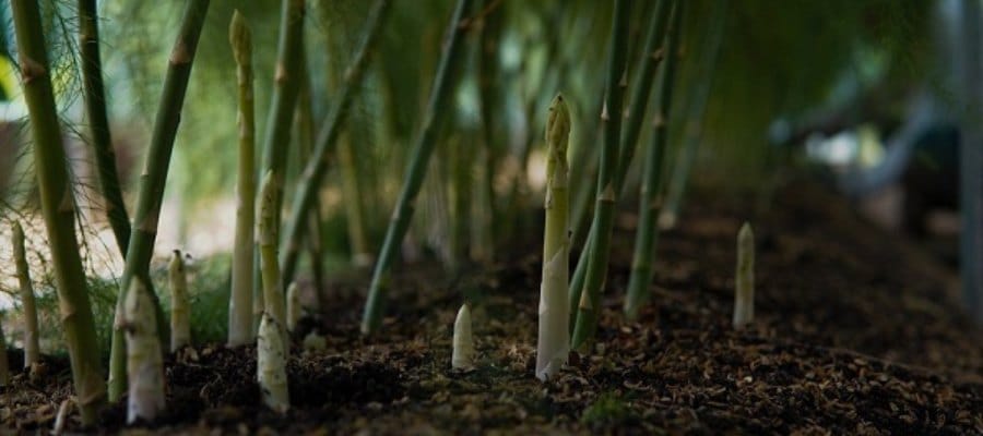 cultivar esparragos en macetas guia completa para espacios pequenos