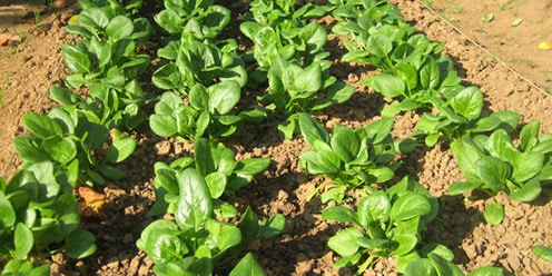 cultivar espinacas en casa guia completa para tener verduras frescas todo el ano