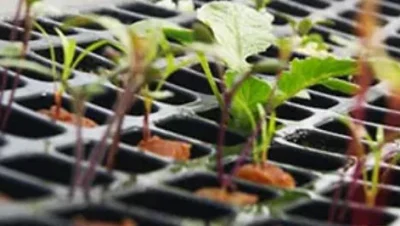 cultivar eucaliptos guia completa para sembrar y esquejes
