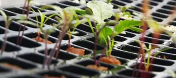 cultivar eucaliptos guia completa para sembrar y esquejes