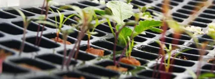 cultivar eucaliptos guia completa para sembrar y esquejes
