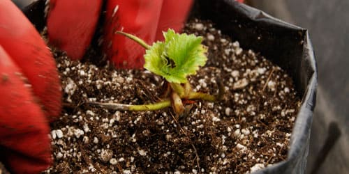 Cultivar fresas desde semillas: Guía paso a paso para principiantes