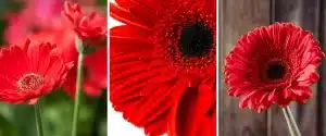 cultivar gerberas guia completa para flores vibrantes