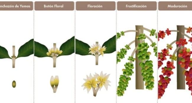 cultivar gloria de la manana desde semillas guia definitiva para plantar