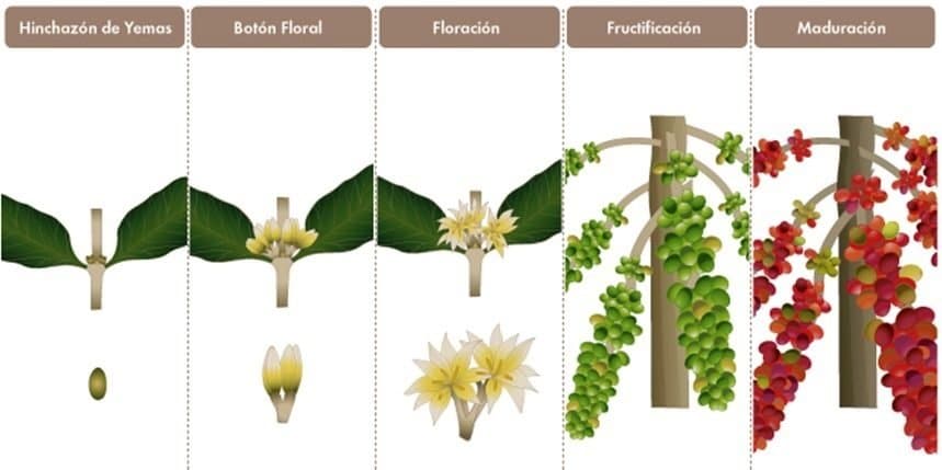 cultivar gloria de la manana desde semillas guia definitiva para plantar