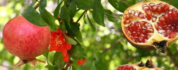 cultivar granados desde la semilla una guia completa para principiantes