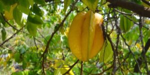 cultivar guanabana guia completa para tu jardin tropical