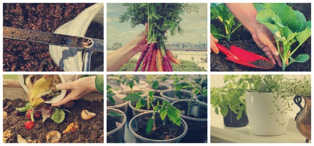 cultivar hortalizas en tu terraza guia completa para principiantes