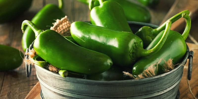 cultivar jalapenos guia completa para pimientos picantes