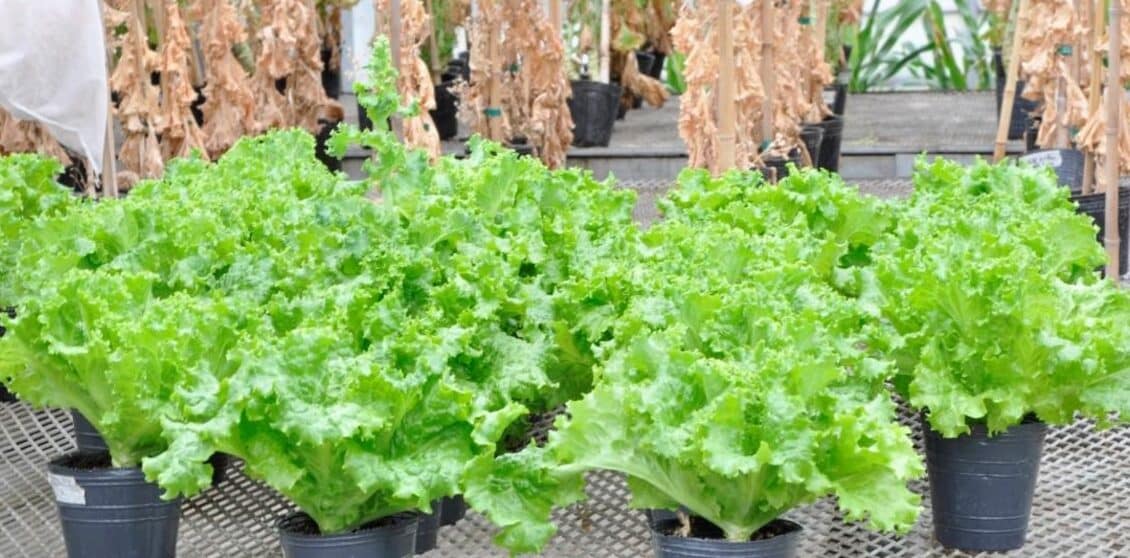 cultivar lechuga en macetas guia completa para principiantes