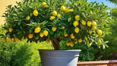 Cultivar Limones: Guía Completa para tu Árbol