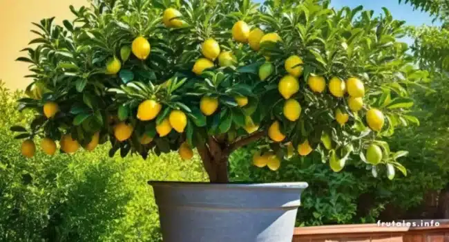 Cultivar Limones: Guía Completa para tu Árbol