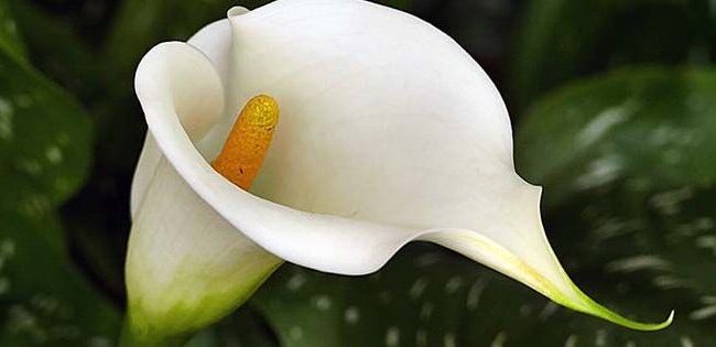 cultivar lirios calla guia completa para su cuidado