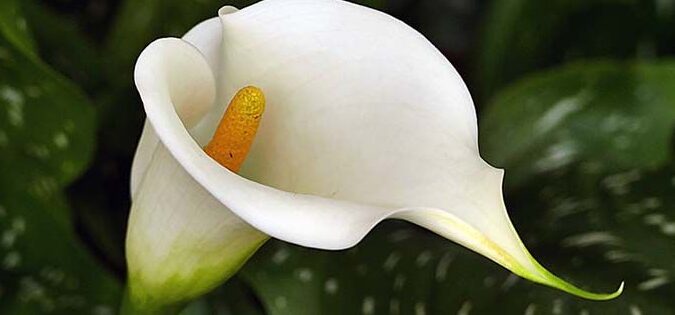 cultivar lirios calla guia completa para su cuidado