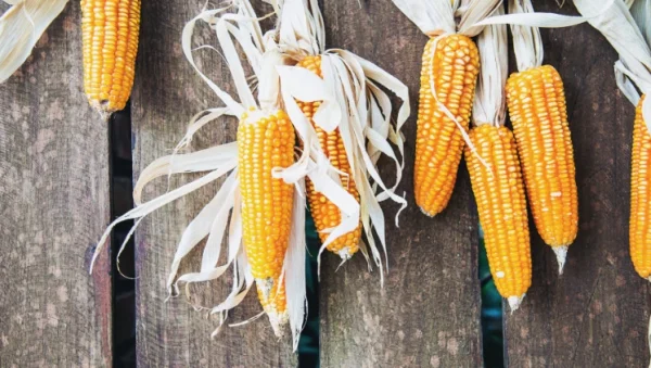 cultivar maiz en interiores guia completa para sembrar y cuidar