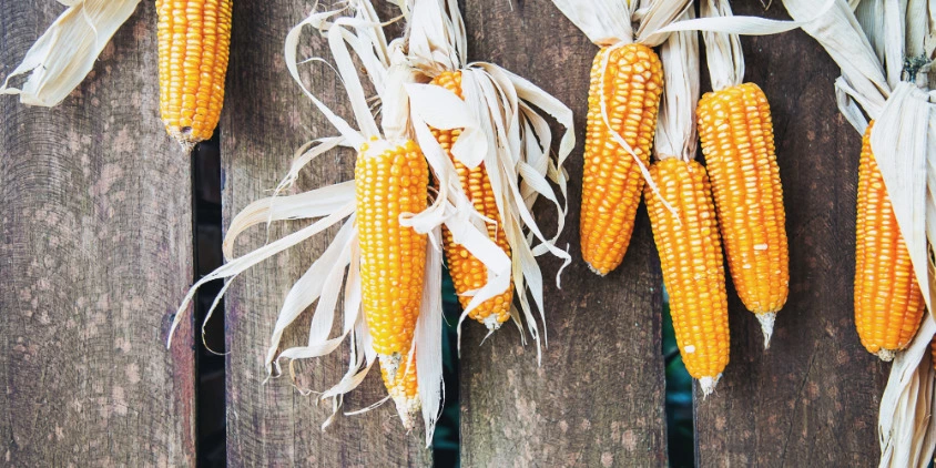 cultivar maiz en interiores guia completa para sembrar y cuidar