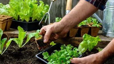 cultivar maiz en macetas guia para un mini jardin en tu balcon