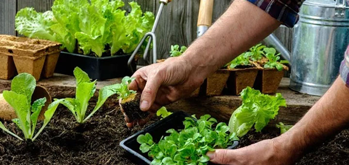 cultivar maiz en macetas guia para un mini jardin en tu balcon