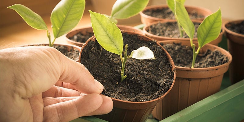 cultivar manzanos en macetas guia completa para frutos caseros