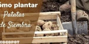 cultivar papas en casa una guia paso a paso para disfrutar de tu propia cosecha