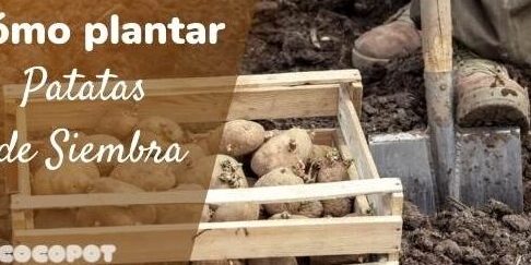 cultivar papas en casa una guia paso a paso para disfrutar de tu propia cosecha