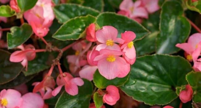 cultivar pasionaria en macetas guia completa para un jardin exotico