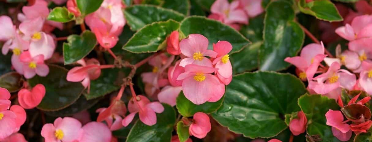 cultivar pasionaria en macetas guia completa para un jardin