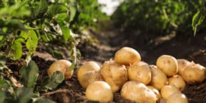 cultivar patatas en macetas guia completa para principiantes