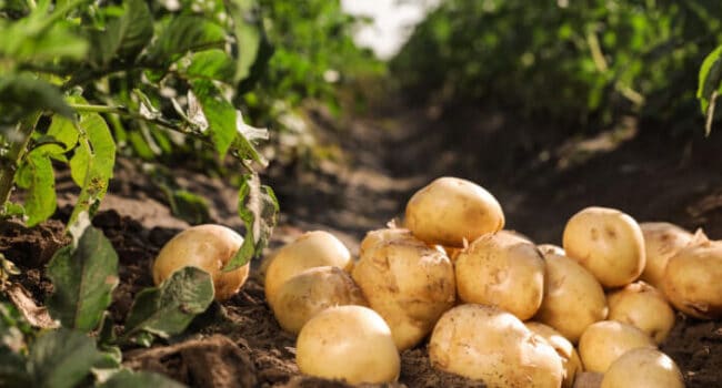 cultivar patatas en macetas guia completa para principiantes