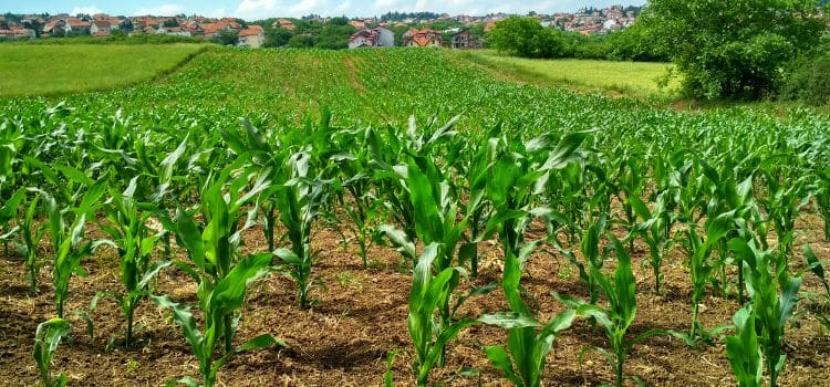 cultivar pepinillos guia completa para una cosecha