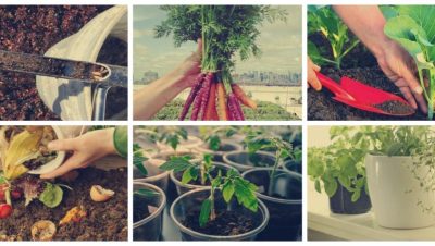 cultivar pimientos en casa guia para dias frescos