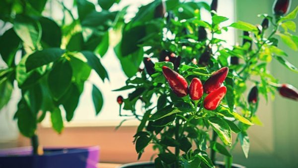 cultivar pimientos en macetas guia completa para un jardin vibrante