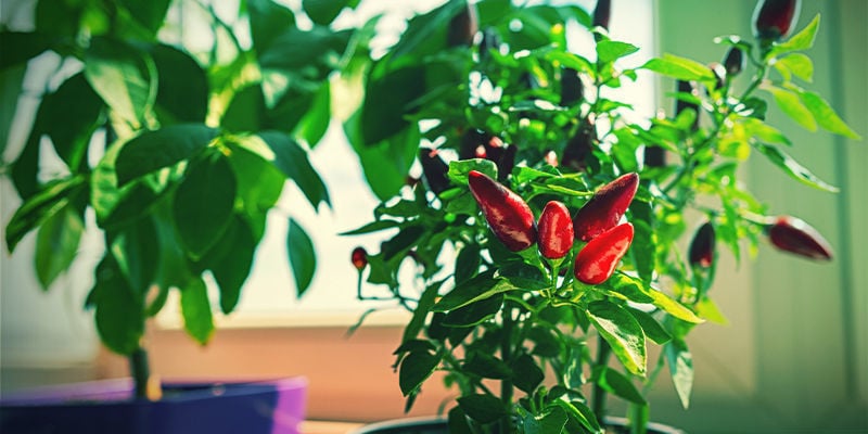 cultivar pimientos en macetas guia completa para un jardin vibrante