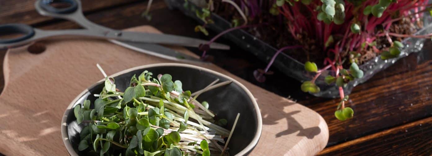 cultivar rabanos en macetas guia completa para una cosecha rapida