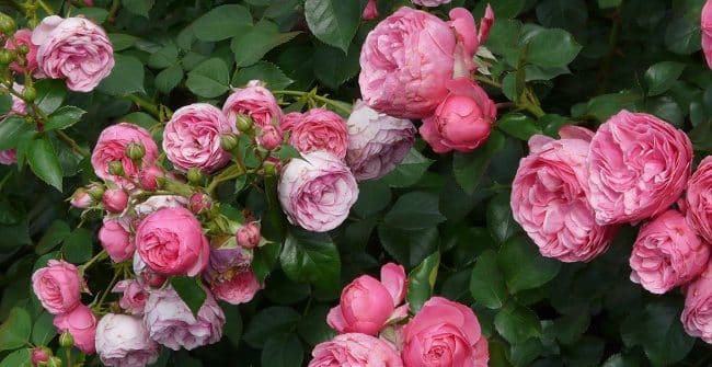 cultivar rosas knock out en macetas guia completa para un jardin exuberante