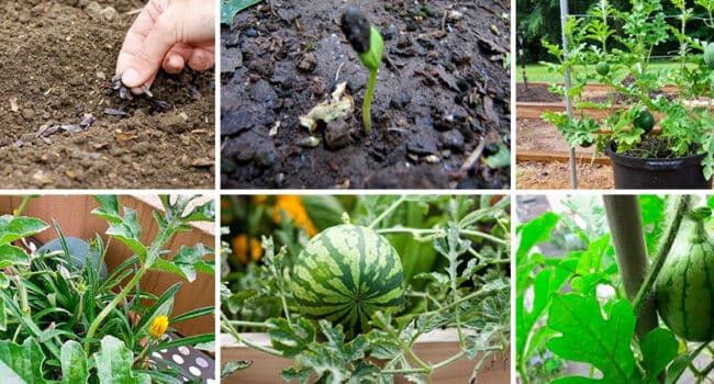 cultivar sandias en macetas guia completa para principiantes