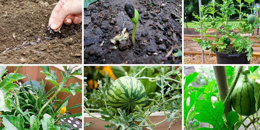 cultivar sandias en macetas guia completa para principiantes