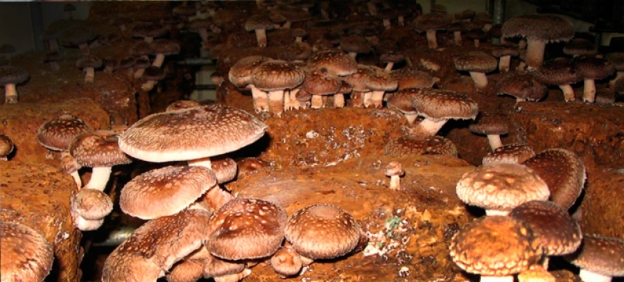 cultivar setas shiitake en casa guia completa para principiantes