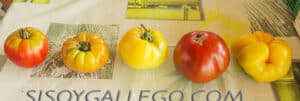 cultivar tomates dulces guia definitiva para un sabor exquisito