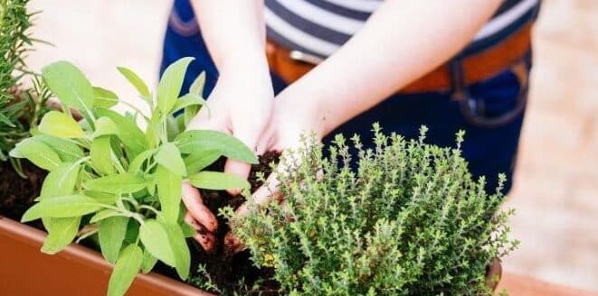 cultivar tomillo desde semilla guia completa para un jardin aromatico