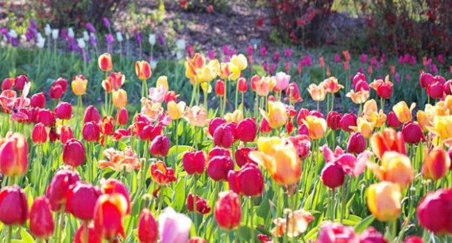 cultivar tulipanes en agua guia completa para flores tempranas