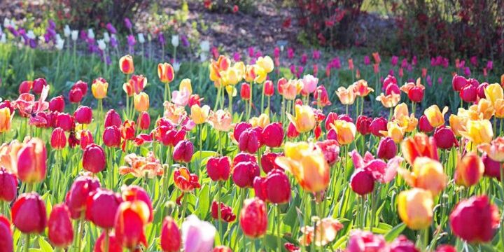 cultivar tulipanes en agua guia completa para flores tempranas