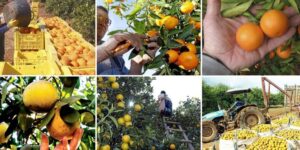 cultivar un arbol de pomelo guia paso a paso para obtener frutos deliciosos