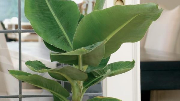 cultivar un banano en interior guia completa para plantas tropicales en casa
