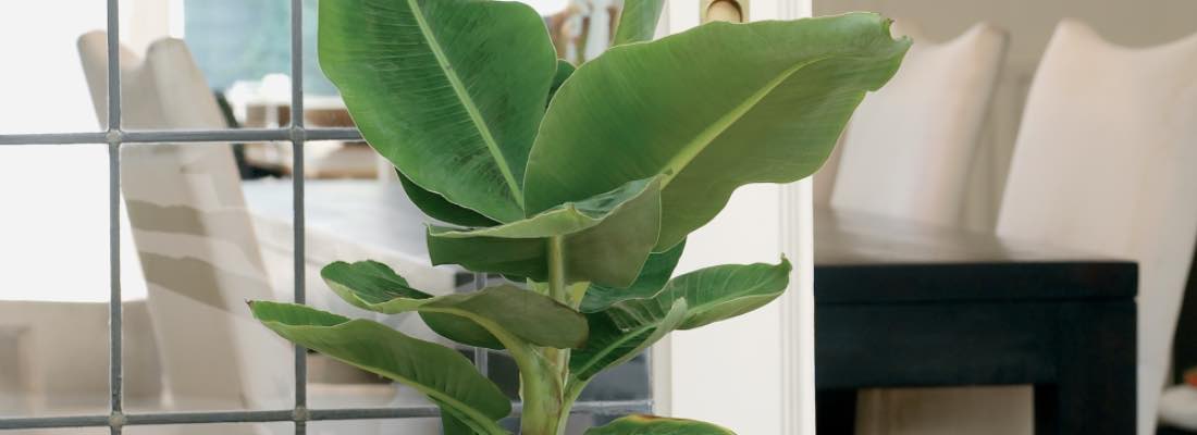 cultivar un banano en interior guia completa para plantas tropicales en casa