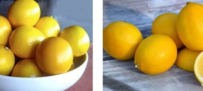 Cultivar un Limonero Meyer: Guía Completa de Cuidado