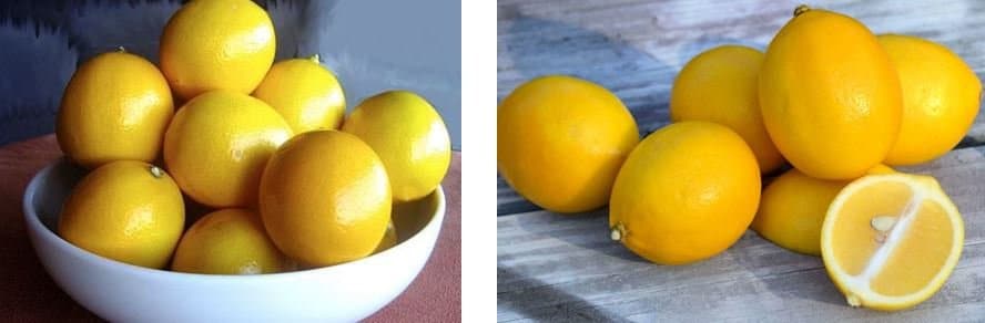 Cultivar un Limonero Meyer: Guía Completa de Cuidado