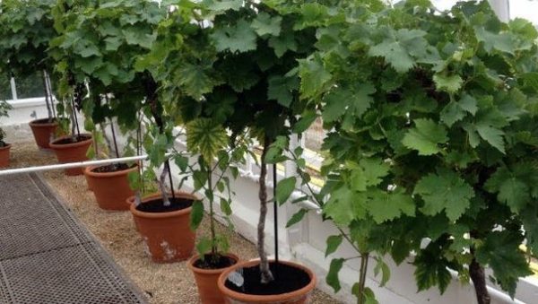 cultivar uvas en maceta es posible y como hacerlo